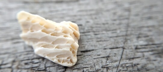 Fototapeta na wymiar Close up of a group of seashells. Shallow depth of field.