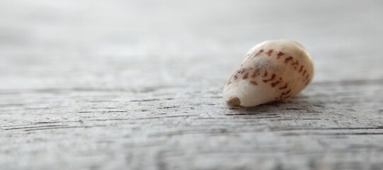 Seashell on a wooden background. Close-up. Selective focus.