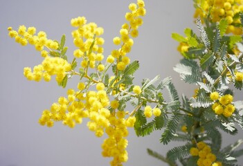 ミモザの花20230310