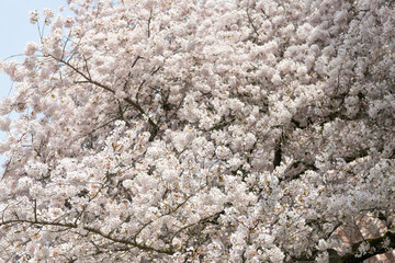 white spring sakura season. spring sakura season on branch. photo of sakura season