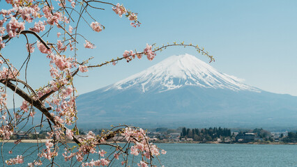 Mountain Fuji and cherry blossoms which are viewed from lake Kawaguchiko, Yamanashi, Japan.spring...