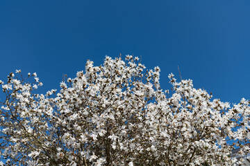 beautiful magnolia flower on tree blossom in spring. copy space