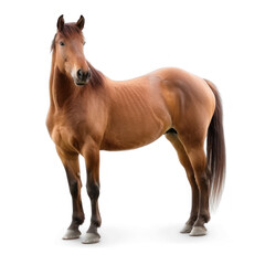 horse standing high resolution on transparency background PNG
