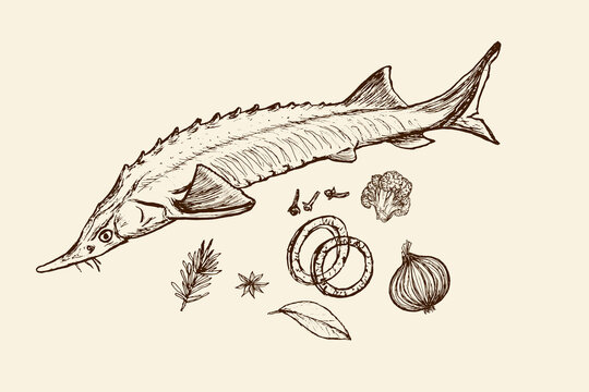 Fish sterlet in spices isolated on white background. Drawing of freshwater fish sturgeon. Dish for fish restaurant, menu element design sketch.