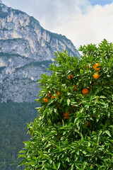 Orangenbaum in einer Fußgängerzone in Riva del Garda am Gardasee in Italien. Im Hintergrund die Alpen. - 743434208