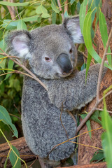 A koala perched in a eucalyptus tree, Australia: A quintessential Australian scene, where the iconic marsupial peacefully rests amidst its native habitat, embodying the charm of Australian wildlife. 