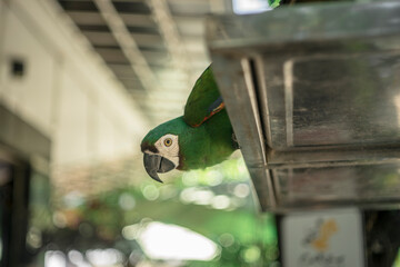  jungle parrots.Low angle view of birds perching on tree,Close-up of hand with parrot,Close-up of...