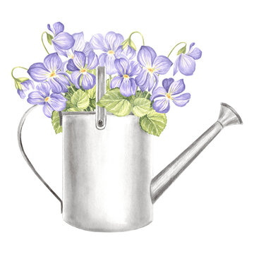 recommend clip art: Violet with leaves in watering can metal, watercolor illustration of garden supplies. Isolated hand drawn wildflowers, pansy, Viola, bouquet. Template of farmhouse rustic decor for card, embroidery.