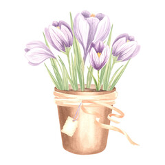 Violet crocuses in clay flower pot with ribbons and tag, watercolor illustration. Isolated hand drawn of spring saffron. Botanical drawing template for card, packaging, tableware, textile, embroidery.