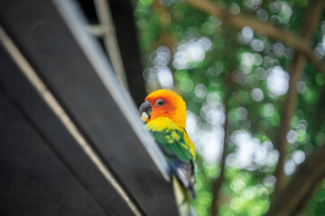  jungle parrots.Low angle view of birds perching on tree,Close-up of hand with parrot,Close-up of parrot against fence at zoo