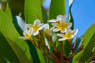 White and yellow plumeria flowers growing on a tree.