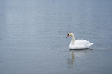 White swan on the Baltic Sea coast in Finland.