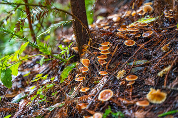 Micromphale brassicolens (Cabbage Parachute) in the Henry Cowell Redwoods State Park.