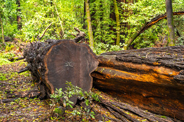 Cut down redwood tree, Henry Cowell Redwoods State Park. 