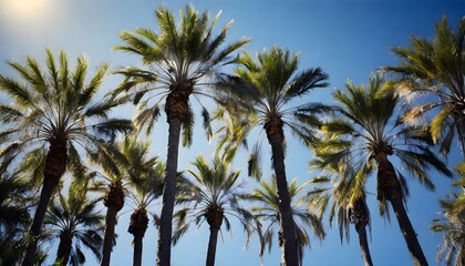 Fototapeta na wymiar coconut tree, palm trees against a blue sky, tropical paradise vintage vibes, relaxation wanderlust, retro charm, Olivia Summers,
