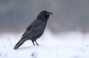 Raven bird ( Corvus corax ) close up - 743451805