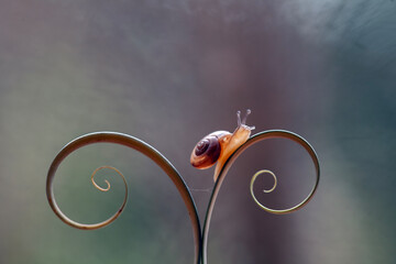 Little Snail (Bradybaena similaris) in unique plants