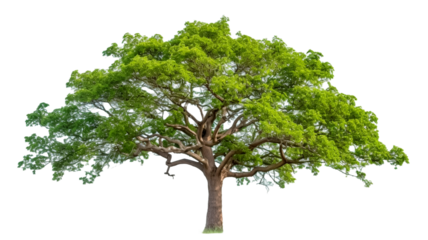 Tree on transparent background with clipping path, single tree with clipping path.