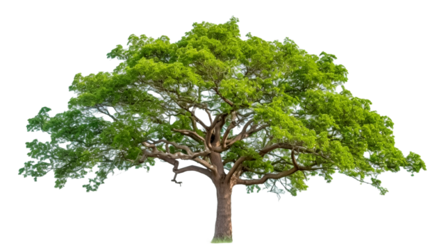 Tree on transparent background with clipping path, single tree with clipping path.