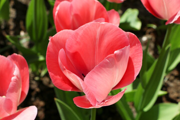 light pink tulip close-up
