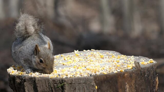 Birdfeeder 0342 Timelapse Squirrel West Sand Lake