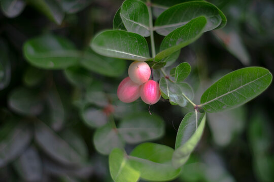 Close-up of carissa carandas fruits on tree,Close up Carissa carandas, Carunda, Koromcha fruit tree, Karonda seeds ripe pink or red colorful, tropical citrus karanda or koromcha fruit