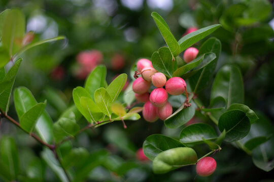 Close-up of carissa carandas fruits on tree,Close up Carissa carandas, Carunda, Koromcha fruit tree, Karonda seeds ripe pink or red colorful, tropical citrus karanda or koromcha fruit