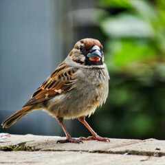 Beautiful Sparrow Sitting On Paper