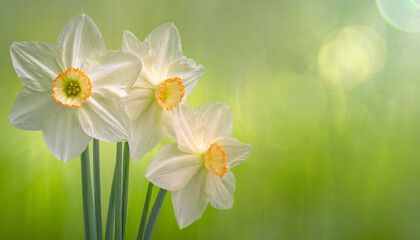 Wiosenne kwiaty narcyzy, dekoracja generative ai