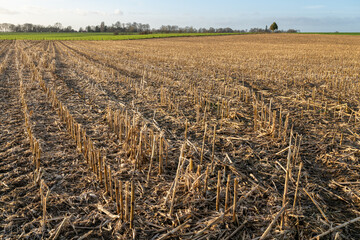 Champ de maïs après récolte ensilage. Tiges de mais et feuilles restant sur le sol avant broyage et enfouissement