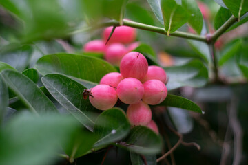 Close-up of carissa carandas fruits on tree,Close up Carissa carandas, Carunda, Koromcha fruit tree, Karonda seeds ripe pink or red colorful, tropical citrus karanda or koromcha fruit