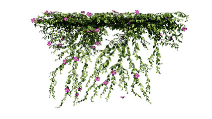 Plant and flower vine green ivy leaves tropic hanging, climbing isolated on transparent background.