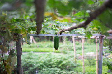 Benincasa hispida needs heat to grow, but  Benincasa hispida fruit is tolerant of low temperatures and  Benincasa hispida can be kept through the winter without spoiling,