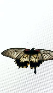 Tropical butterfly sitting on white wedding dress, close up