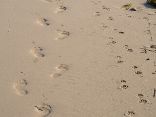 Fototapeta na wymiar Two sets of footprints in the golden sand on a beach one human one dog walking together