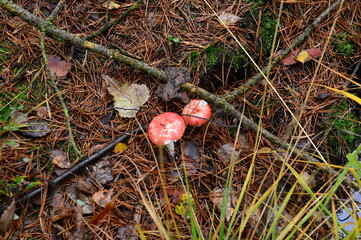 Mushrooms in Autumn in the Fen Grosses und Weisses Moor, Lower Saxony