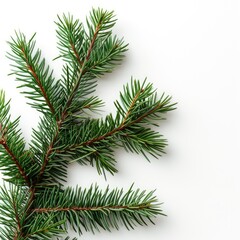 Pine branches isolated on white background