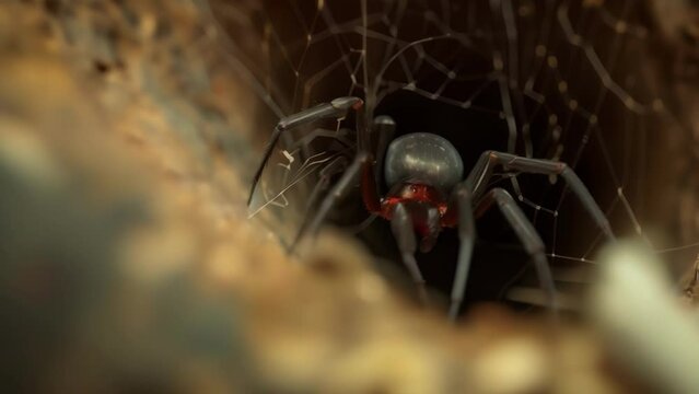 Closeup of a black widow spider disappearing into the safety of its weblined hideout ready to wait for prey.