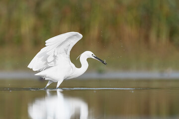 Fishing in the wetlands, the little egret at hunt (Egretta garzetta)