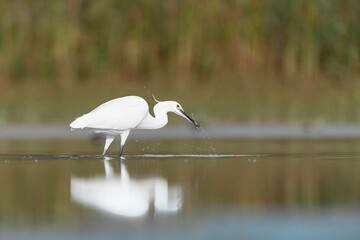 At hunt in the wetlands, little egret with fish in the beak (Egretta garzetta) - 743480089