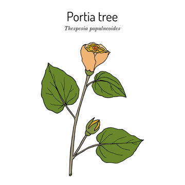 Portia tree, or Indian tulip tree (Thespesia populnea), edible and medicinal plant