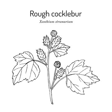 Rough cocklebur, or clotbur (Xanthium strumarium), medicinal plant.