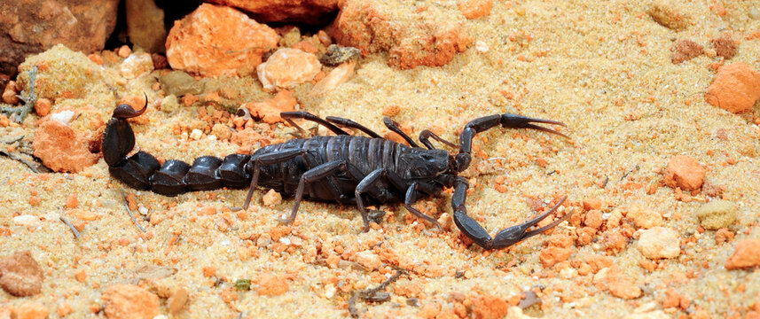 Morocco Fattail scorpion // Maurischer Dickschwanzskorpion  (Androctonus mauritanicus)