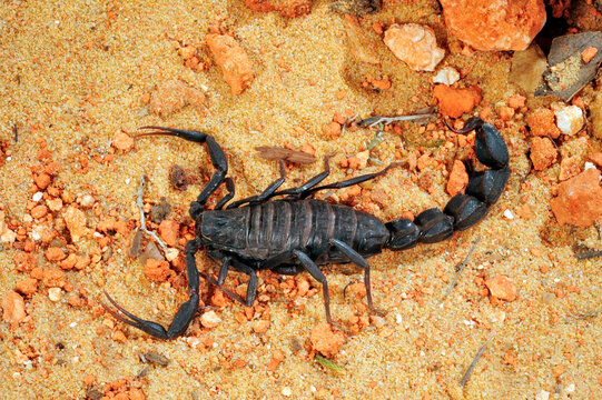Maurischer Dickschwanzskorpion // Morocco Fattail scorpion (Androctonus mauritanicus)