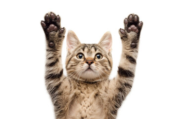 Two Paws Up on Transparent Background, PNG
