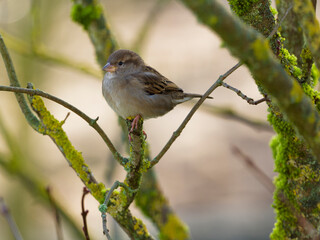 Haussperling, Passer domesticus.