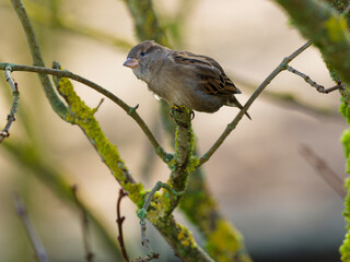 Haussperling, Passer domesticus.