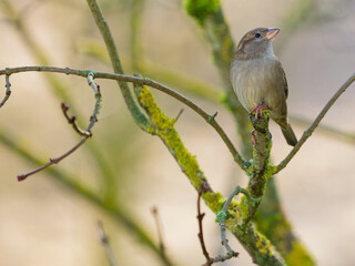 Haussperling, Passer domesticus.