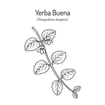 Yerba Buena or Oregon-tea (Clinopodium douglasii), edible and medicinal plant