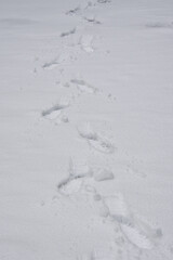 footprints in the snow